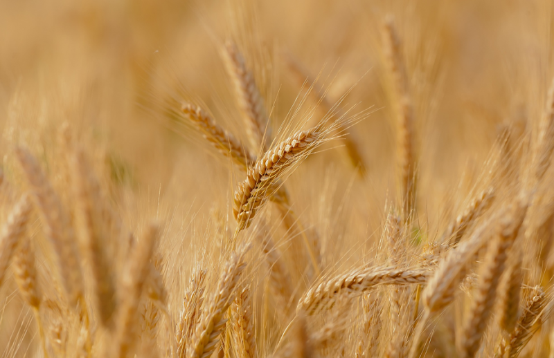 Cамым востребованным в Белгородчине стал стандарт на пшеницу