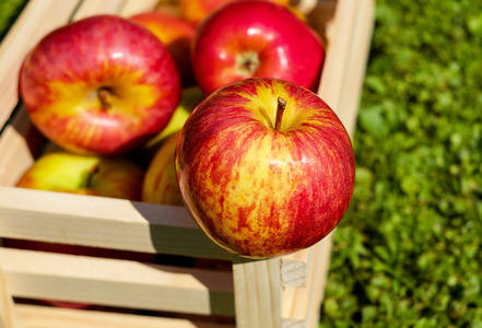 Два новых стандарта на свежие яблоки к Яблочному Спасу