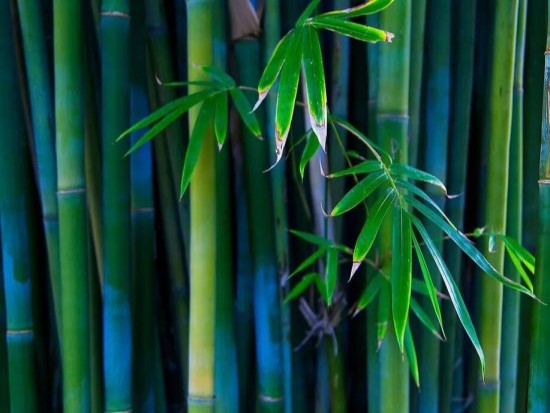 Новый технический комитет разработает стандарты на изделия и сырье из бамбука и ротанга